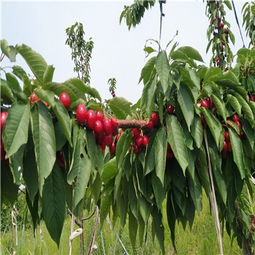 扦插櫻桃苗批發(fā)基地的專業(yè)經(jīng)營(yíng)指南