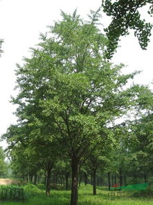 實(shí)生銀杏樹(shù)苗木供應(yīng)信息 山東省郯城縣四季青銀杏苗木基地